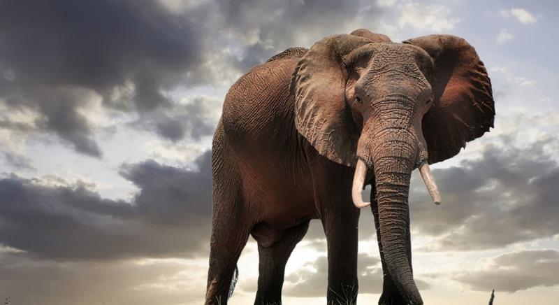 Egész elefántcsordát költöztetnek Angliából Kenyába