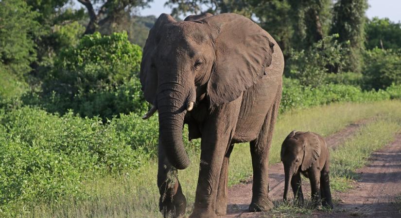Egy egész elefántcsordát költöztetnek Angliából Kenyába