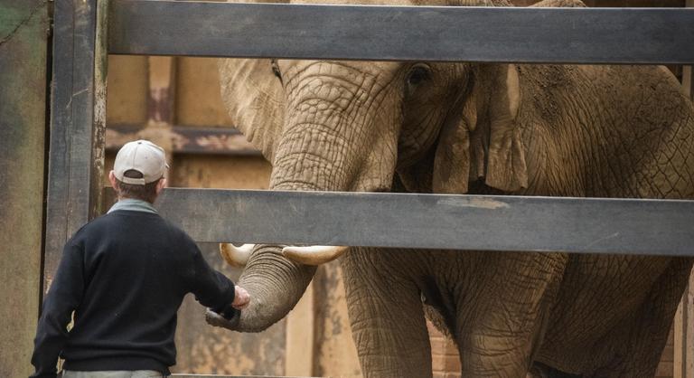 Kenyába költöztetnek egy elefántcsordát Angliából