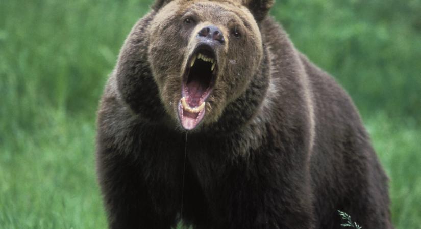 Hajtóvadászatot indítottak egy gyilkos grizzly ellen a Sziklás-hegységben