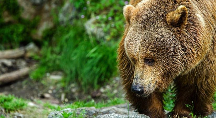 Már a Balaton-felvidéken is medve jár?