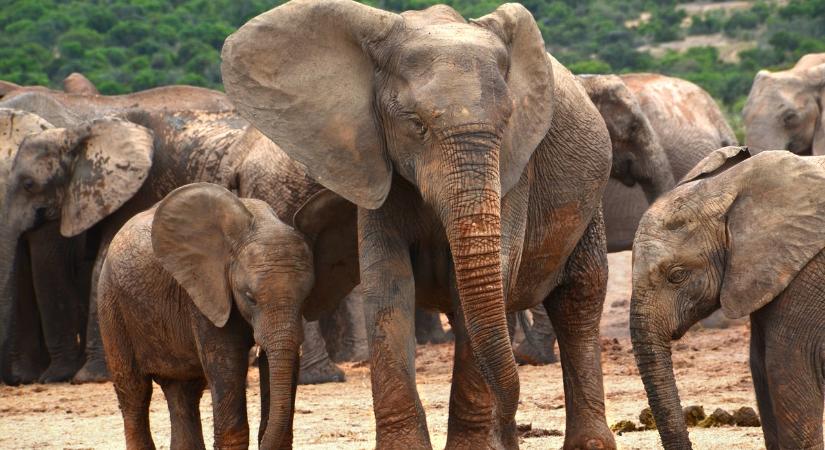 Egy egész elefántcsordát költöztetnek Angliából Kenyába