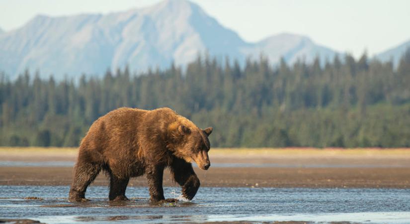 A sátrából rángatta ki és ölte meg a túrázót egy őrült grizzly