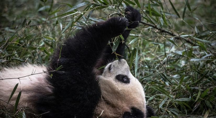 Annyival több óriáspanda lett Kínában, hogy már nem veszélyeztetett a faj