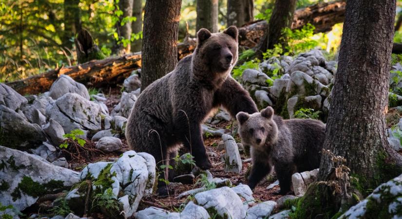 Tényleg medvék kóborolnak a Balaton-felvidéken?