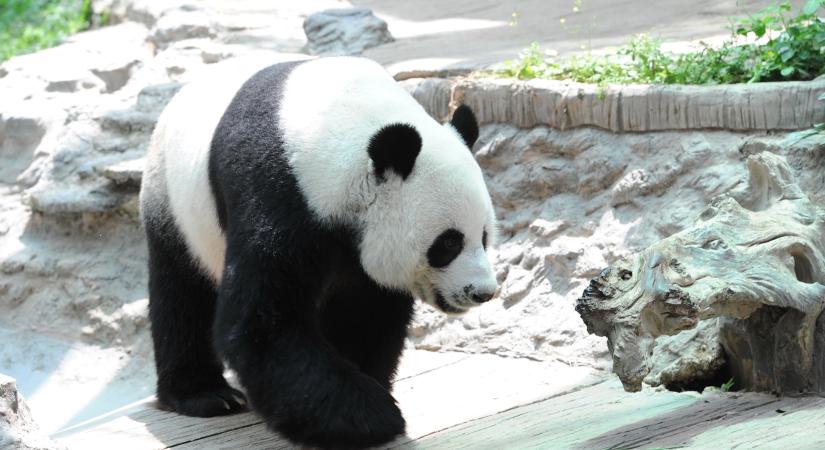 Már Kínában sem számít veszélyeztetettnek az óriáspanda
