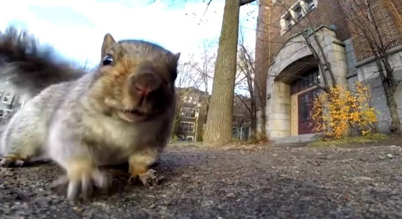 Tökéletes bűntény: Naaagy mogyorónak hitte a GoPro kamerát a mókus, és… :DD