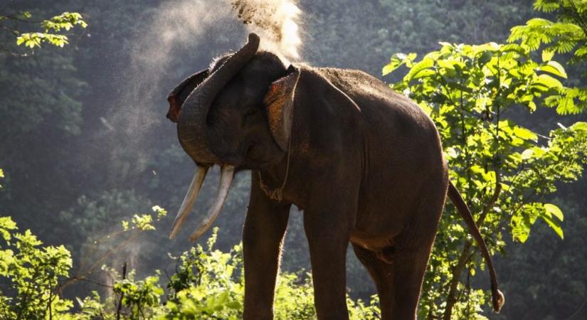 Megmérgeztek majd lefejeztek egy ritka szumátrai elefántot Indonéziában