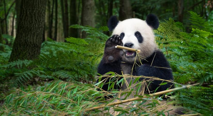 Már nem tartozik a veszélyeztetett fajok kategóriájába a panda