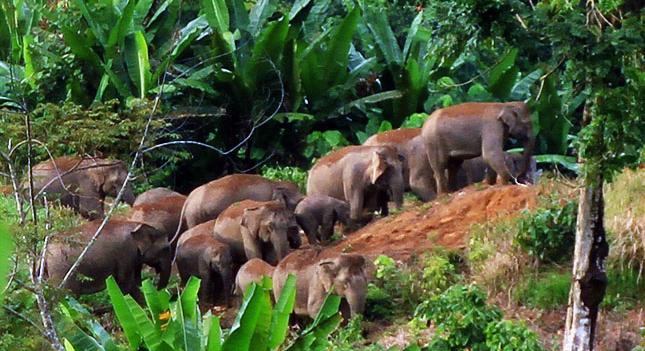Lefejeztek egy veszélyeztetett szumátrai elefántot Indonéziában - fotó