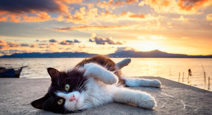 A cicarajongók földi mennyországa a japán macskasziget – ezektől a képektől kiakad a cukiságmérő