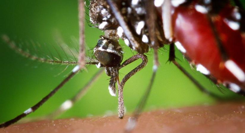 Európában is megjelenhet a Zika-vírus