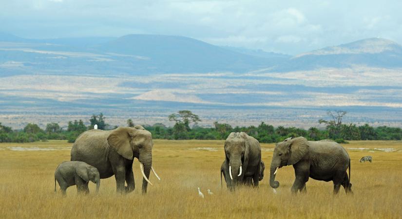 Betiltották a fakitermelést a Kilimandzsáró védelme érdekében