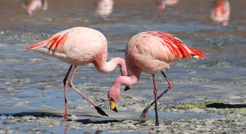 Soha nem gyűlt össze ennyi flamingó egyetlen területen