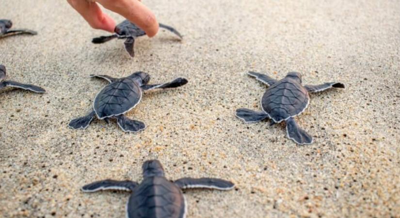Több mint tízezer teknősfióka lepte el Bali partjait - videó