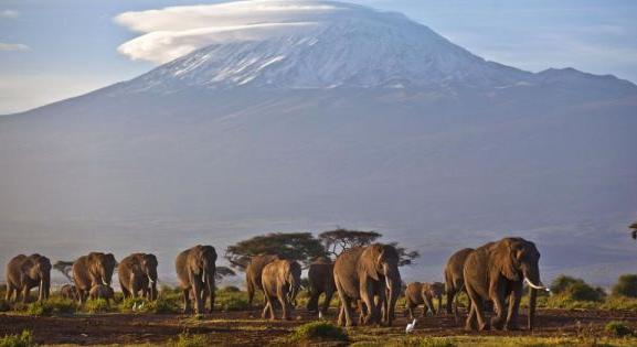 Tilos a fakitermelés a Kilimandzsáró környezetében lévő erdőkben