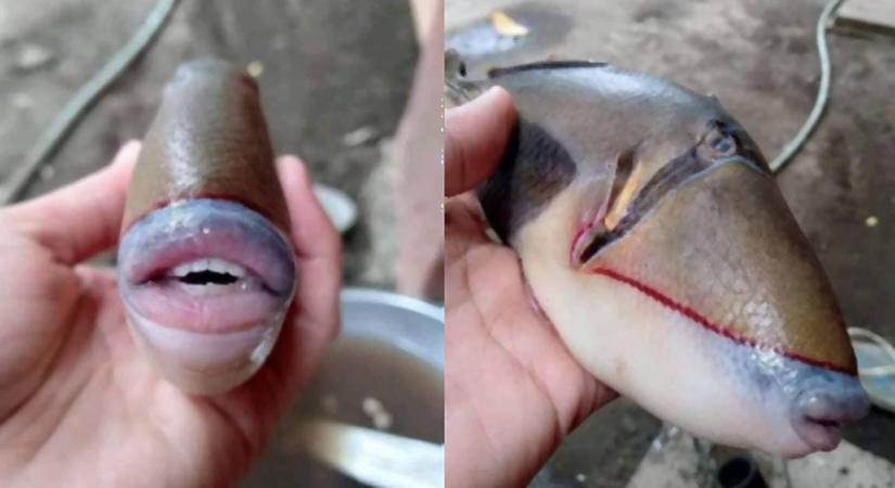 Hátborzongatóan bizarr emberszájú halat találtak - beindult a mémgyár