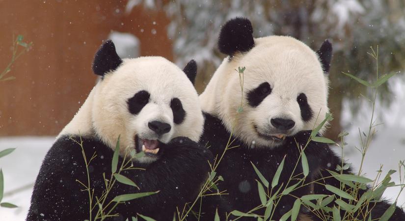 Pandabébik születtek Kínában