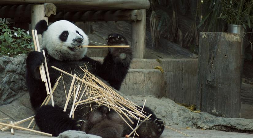Egyszerre született meg két panda ikerpár Kínában