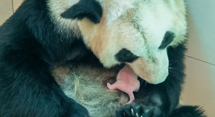 Két óriáspandaikerpár is született egy napon Kínában