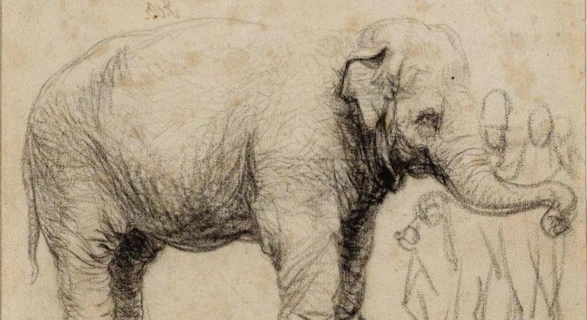 Rembrandt elefántja