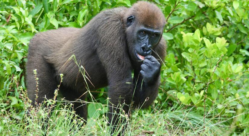 Először figyelték meg, hogy gorillákkal végzett a vadonban egy csimpánzcsoport