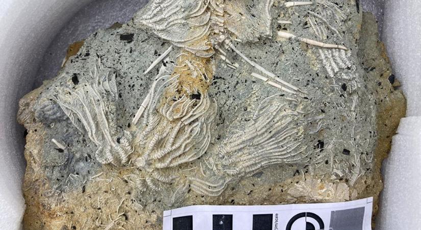 Rengeteg jura időszakből származó fosszíliát találtak Angliában