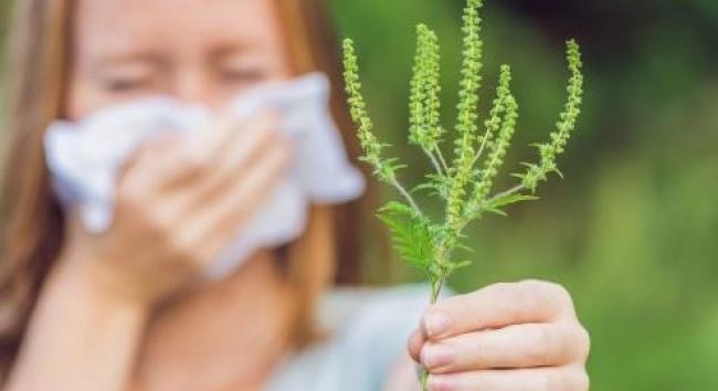 Rossz hír az allergiásoknak: hamarosan virágzik a parlagfű
