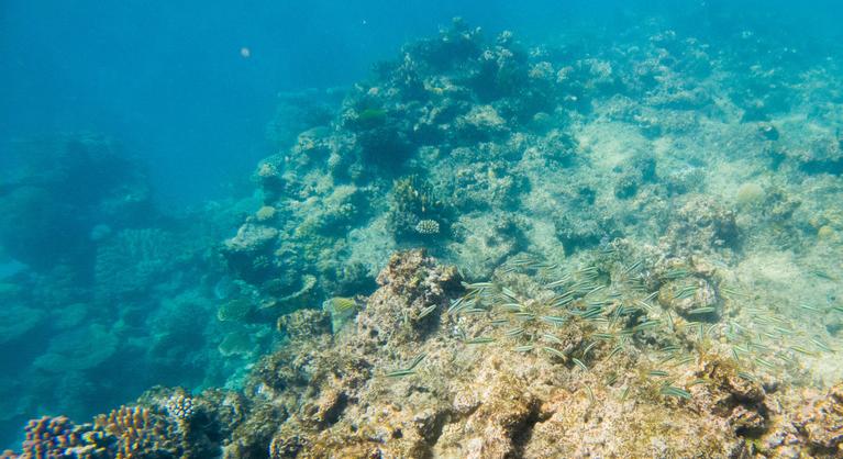 Veszélyeztetett világörökségi helyszín lehet a Nagy-korallzátony