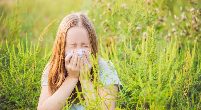 Már júliusban allergiás tüneteket okozhat a parlagfű