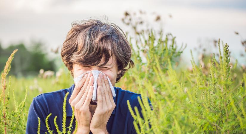 Az allergiások felkészülhetnek: ekkor kezd tüneteket okozni a parlagfű