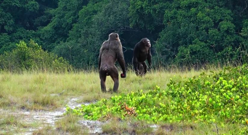 Brutális kivégzést rögzítettek a vadonban: csimpánzok öltek gorillákat
