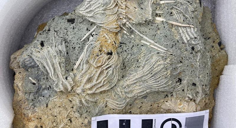 Több tízezer jura időszakből származó fosszíliát találtak egy angliai lelőhelyen