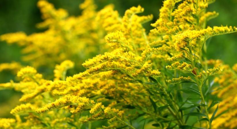 Virágzás előtt a parlagfű, már júliusban allergiás tüneteket okozhat ﻿
