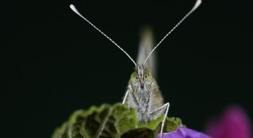 A rovarok csodafegyverét vetik be magyar kutatók, hogy tetemes károktól óvják meg a mezőgazdaságot