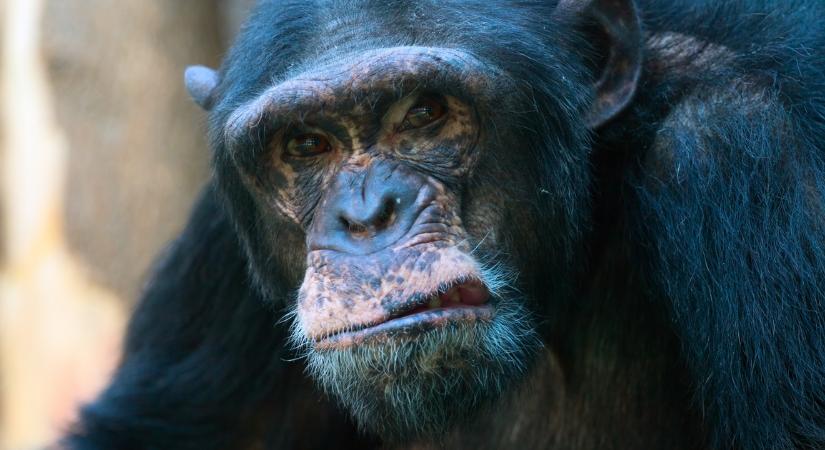 Az igazi majmok bolygója: halálos csatát vívtak a csimpánzok a gorillákkal