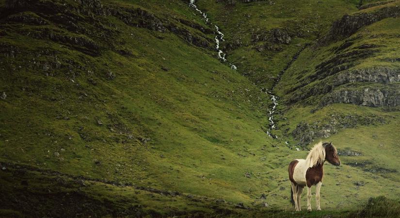 Varázslatos szépségű, háborítatlan világban élnek az izlandi lovak