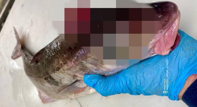 Sokkot kapott a horgász, hátborzongató horrorlény akadt a horgára – videó