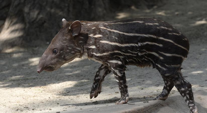 Már majdnem egy hónapos a Fővárosi Állatkert tapírbébije – fotók