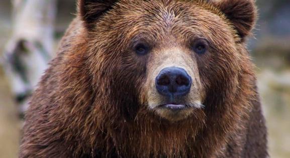 Pásztorokra támadt egy medve Székelyföldön, egyikük meghalt, társa súlyosan megsérült