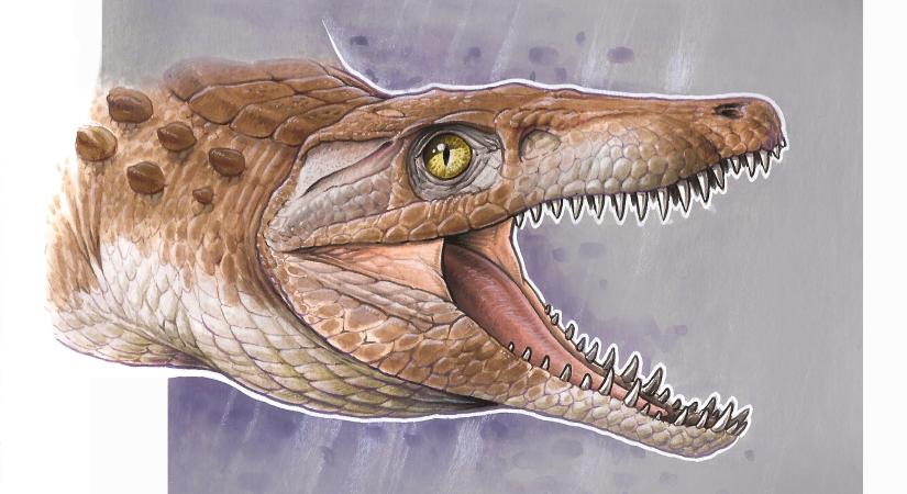 Krokodil-ősök 150 millió éves fosszíliájára bukkantak