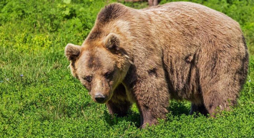 Borzalmas tragédia: Pásztorokra támadt egy medve Székelyföldön - egyikük meghalt, a másik súlyosan megsérült