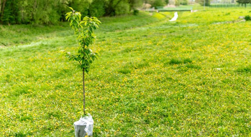 Felfedezték mitől követnek el gyakran öngyilkosságot az újonnan ültetett fák