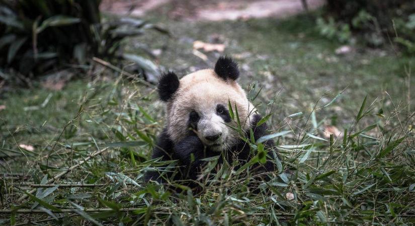 Egyszerre két óriáspanda-ikerpár is született a kínai különleges pandabázison
