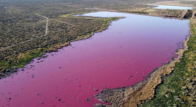 Élénk rózsaszínűvé vált az az argentin lagúna víze