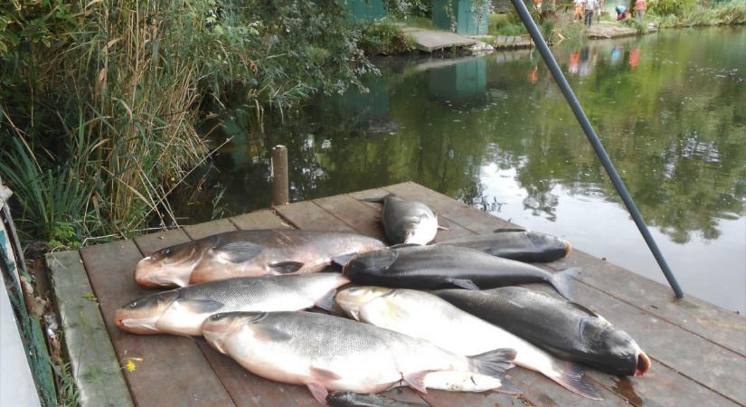 Ismét pusztulnak a halak a Velencei-tavon