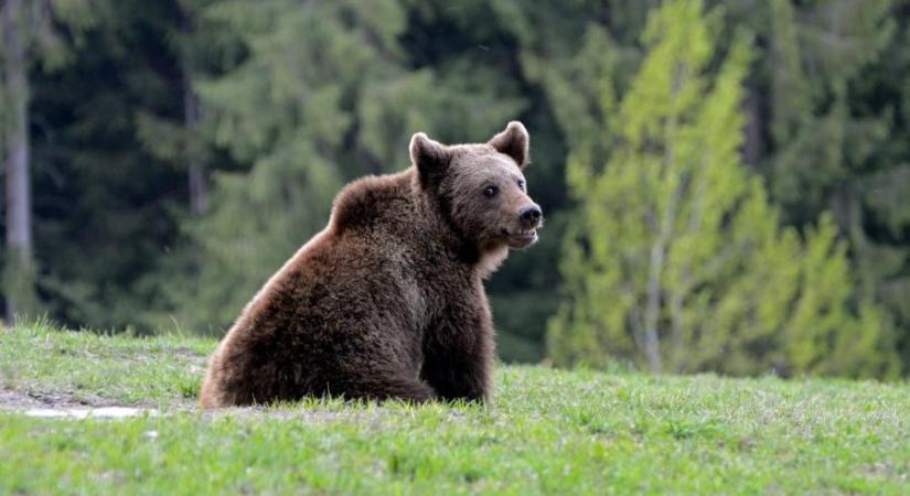 A medvékből is politikai ügy lett Erdélyben