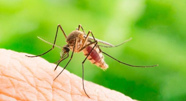 Indul a szúnyoginvázió: Számos házi praktika van, ami hatásos ellenük