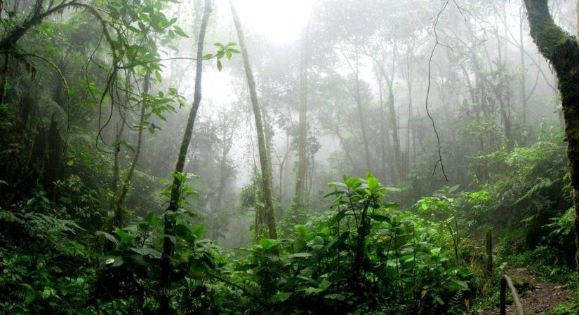 Átfogó jelentés figyelmeztet az amazóniai esőerdő pótolhatatlan szerepére