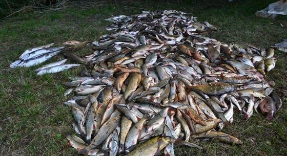 Tömegesen pusztulnak a halak a Dunába ömlő Garamon